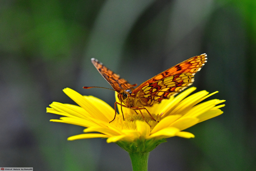 Identificazione farfalla:....Melitaea... ??